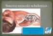 Dr.ssa Federica Sozio U.O. Malattie Infettive ASL Pescaragroupbox.com/uploads/1806992/Osteo-muscolare Sozio.pdf · Osteoclasti: cellule del riassorbimento osseo, derivanti dai monociti