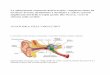 ANATOMIA DELL’ORECCHIO - fabriziosalvinelli.itfabriziosalvinelli.it/.../uploads/2013/09/ANATOMIA-DELLORECCHIO.pdf · La affascinante anatomia dell’orecchio, complessa tanto da