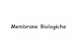 Membrane Biologiche 1 - - Università degli Studi di Cassino · 2014-11-28 · • Anni ‘60, paradosso delle proteine ... struttura a foglietto ripiegato? ... •1972, Singer e