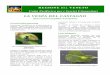 LA VESPA DEL CASTAGNO - Regione Veneto - Home · 2012-11-15 · e foglie all’interno dei quali si compie il ciclo vitale delle larve. Colpisce il castagno europeo ( Castanea sativa