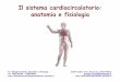 Il sistema cardiocircolatorio: anatomia e fisiologia · Il sistema di conduzione del cuore! • Le fibre miocardiche specializzate del Nodo senoatriale (NSA) creano autonomamente
