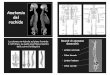 Anatomia del rachide - sunhope.it .pdf · Anatomia del rachide La colonna vertebrale sul piano frontale è rettilinea, su quello sagittale presenta delle curve fisiologiche Lordosi
