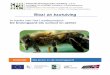 Bloei en bestuiving - boomgaardenstichting.be. Bloei en bestuiving.pdf · Onderwerp Bloei en bestuiving: het belang van bijen en insecten in de boomgaard Doelgroep e3 graad lager