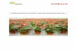 Miniprzewodnik po uprawie roślin doniczkowych Anturiumtopplants.pl/wp-content/uploads/2017/08/MANUALANTHURIUMDONICZKA.pdf · Korki po posadzeniu w doniczkach napełnionych torfem,