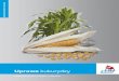 Uprawa kukurydzy - K+S Polska sp. z o.o. · też zapotrzebowanie kukurydzy na siarkę ... ważne dla niej mikroelementy, takie jak bor i mangan. Zatem, poprzez dolistne stosowanie