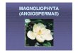 08 Divisi Magnoliophyta 04 - Dillenidae - Knowledge Sharing · Dryobalanops camphora (kamper, borneo) ... Mesua ferrea (nagasari gede) n i k j i bB & a (man gg Bunga & biji untuk