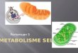[PPT]Metabolisme Seltadris-biologi-iainjember.weebly.com/uploads/8/7/3/5/... · Web viewBerdasarkan kebutuhan akan O 2, respirasi dibedakan menjadi:Respirasi aerobik, Menggunakan