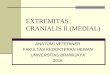 EXTREMITAS CRANIALIS II - herlina.lecture.ub.ac.idherlina.lecture.ub.ac.id/files/2018/03/EXTREMITAS-CRANIALIS-II... · melebar saat mendekati sendi bahu, merentang dari proximal ke