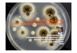 METODE MEMPELAJARI PERTUMBUHANMIKROORGANISME · Contoh: padacawan106 dihitungada8 koloni. ... media cair •Cahaya yang mampu menembus biakan mikroorganisme dalam media cair diukur