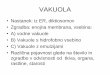 VAKUOLA - bf.uni-lj.si · VAKUOLA • Nastanek: iz ER, diktiosomov • Zgradba: enojna membrana, vsebina: • A) vodne vakuole • B) Vakuole s hidrofobno vsebino • C) Vakuole z