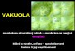 VAKUOLA - biologie-lfhk.cz½uka/Eukaryontní buňky - II.pdf · VAKUOLA Funkce: uložišt odpad a uskladnní chemických látek (fenolické sloueniny, kyseliny, dusíkaté odpadní