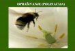 OPRAŠIVANJE (POLINACIJA) - biolozi.files.wordpress.com · OPRAŠIVANJE (POLINACIJA) samooprašivanje: • dvopolni cvetovi • istovremeno sazrevanje prašnika i tučka • međusobni