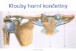 Klouby horní končetiny - anatomie.lf2.cuni.cz · – membrana interossea antebrachii (předloketní mezikostní blána) – chorda obliqua (šikmá část) Articulatio humeri (Art