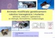 Animals modificats genèticament: ratolins transgènics i ... montoliu/Montoliu_SCB57_  ·