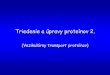 Triedenie a úpravy proteínov 2. - Bratislava Biocenter A ... transport2010.pdf · Transport membránového glykoproteínuz ER do Golgi je možné ... Fluorescenčné proteíny ktoré