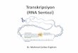 Transkripsiyon (RNA Sentezi) - docs.neu.edu.trdocs.neu.edu.tr/staff/mahmutcerkez.ergoren/6.RNATranskripsiyon... · • Rho-faktörü bağımsız: Palindromik bir bölgenin okunması