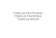 TOMICUS DESTRUENS; TOMICUS PINIPERDA; TOMICUS …servicios.educarm.es/templates/portal/ficheros/... · •Tomicus destruens WolI.; Tomicus piniperda L.; Tomicus minor Hart. • F)