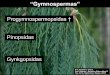 Presentación de PowerPoint - UNLP 8... · Filogenia de las Tracheophyta s s † † s n † s Progymnospermopsidas “Gimnospermae” s † Pteridospermopsidas s s s s traqueidas