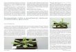 Huseníček rolní a současný výzkum rostlinného genomuziva.avcr.cz/files/ziva/pdf/husenicek-rolni-a-soucasny-vyzkum... · (Drosophila melanogaster) a asi 26krát menší než