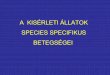 A KISÉRLETI ÁLLATOK SPECIES SPECIFIKUS BETEGSÉGEIweb.med.u-szeged.hu/expsur/allatkiserletek/kiegeszito... · 2013-12-05 · A, Rágcsálók által közvetített humán patogének