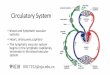 Histology of the Circulatory System - m- .Circulatory System • blood and lymphatic vascular systems