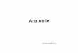 Anatomie - florbalovytrener.cz · Kostra osového orgánu • Páteř-tvoříosu těla, na kterou navazuje pletenec horních a dolních končetin a na kterézačínajísvaly trupu
