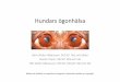 Hundars ögonhälsa - SKK Hem · Trikiasis. Hudveck i ansiktet ger skador på ögonen. Korrigering av nosveck för att motverka trikiasis ”Cherry eye”, svullen och framfallen