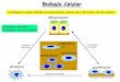 La Biología Celular estudia la composición, estructura y ...· Proteína con varios dominios globulares