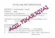 PHYLUM ARTHROPODA - aqilfikar57.files.wordpress.com fileHOLOMETABOLA ---- metamorfosis lengkap telur --- larva --- pupa --- dewasa contoh ... ORDO EPHEMEROPTERA ---- lalat sehari nimfa