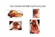 360renci solunum [Uyumluluk Modu])acikarsiv.ankara.edu.tr/browse/30309/ogrenci_solunum.pdf•Akut ve kalıcı aksırmalar burunda yabancı cisim veya kedilerin üst solunum yolu enfeksiyonunun