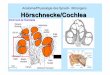 Anatomie/Physiologie des Sprech- /Hörorgans Hörschnecke ...commonweb.unifr.ch/artsdean/pub/gestens/f/as/files/4681/32010_084602.pdf · Hörschnecke/ Innenohr Hörnerv Hammer AmbOß