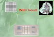 WBC Count - جامعة الملك سعودfac.ksu.edu.sa/sites/default/files/lab_9_0.pdf · WBC functions 1-Defence and protection against bacteria, viruses, fungi and parasites