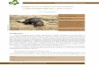 Avaliação do risco de extinção da lontra neotropical ... · PN de Emas GO Silveira 1999 População Segundo Larivière (1999), a densidade populacional da lontra neotropical varia