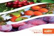 Catálogo de fruta 2017 - cot-international.eu · Catálogo de fruta 2017 2 INVESTIGACIÓN VARIETAL COT INTERNATIONAL es una sociedad de investigación y creación de nuevas variedades