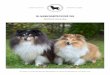 Shetland sheepdog - skk.se · om ”collietyp” kontra ”ursprungstyp”. Somliga föredrog de mer eleganta colliebetonade hundarna, Somliga föredrog de mer eleganta colliebetonade