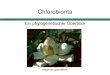 Ein phylogenetischer Überblick - Benjamin Nitsche · Chlorobionta Chlorophyta Streptophyta Chlorobionta - Chlorophyll b kommt neben Chlorophyll a vor - Stärke als Speicherstoff