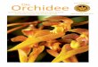 Volume 5(06) 2019 Orchidee Die · Bulbophyllum thydoii in Kultur/in cultivation Fotos/Photos: J. Ponert. 48 Bulbophyllum thydoii Die Orchidee 5(06), 2019/E-Paper Bulbophyllum thydoii