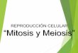 REPRODUCCIÓN CELULAR “Mitosis y Meiosis” · Mitosis: Profase •En el núcleo los cromosomas siguen condensándose. •Los centrosomas (con centriolos en su interior en células