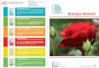  · Bunga mawar program pemupukan FKMutiarcr Fase pertumbuhan Manfaat Bunga Mawar Dosis/ 500 tanaman 0,5-1 kg 0,5-1 kg kg 2,5 g/tangki semprot 1-1,5kg 1-1,5kg kg 2,5 g/tangki semprot