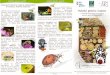 ecoedu.roecoedu.ro/wp-content/uploads/2016/01/RO-Pliant.pdf · sunt folositoare în grãdini prin distrugerea insectelor dãunãtoare. Ele consumã pãduchi de frunze, acarieni cosenile
