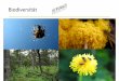 Biodiversität - ein Vortrag - bergwaldprojekt.de · Was bedeutet „Biodiversität“? Diversität (Vielfalt) innerhalb von Arten, d. h. die genetische Diversität Diversität der