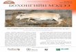 Дугаар 2013 оны намар БӨХӨНГИЙН МЭДЭЭsaiga-conservation.org/wp-content/uploads/2016/06/Mongolian_Issue_17.pdf · гишүүдийн хичээл чармайлтын