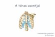 A törzs csontjai - sci.u-szeged.hu. gyakorlat/A... · 1. Csigolyák - Vertebrae - gerincoszlop –columna vertebralis a törzs és a nyak váza, a test csontos tengelye 33-35 csigolya