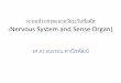 Nervous System and Sense Organ) - bio.flas.kps.ku.ac.thbio.flas.kps.ku.ac.th/courses/111/Nervous_system.pdf · • ชนิดของเซลล์ประสาท (Typesof