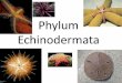 Echinodermata - arjarntoey.files.wordpress.com fileละแฉกเรียกวา่ แขนหรืออัมบูลากา (arm หรือ ambulaca) ด้านล่างมีเทา้ท่อ