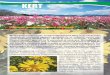 KKERTERT - új Ház és Kert · Kert 13 Őszirózsa (Aster x frikartii)Évelő, 60-80 cm magasra nő, júliustól szeptem-berig virágzik, napfényigényes. Könnyen fenntartható