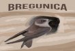 Riparia riparia - medjimurska-priroda.info¡ura o... · Bregunica (Riparia riparia) pripada porodici Hirundinidae (lastavice) i najmanja je ptica u toj skupini. Istoj porodici pripadaju