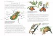 1-21 Animale mod - cdn4.libris.ro · 5 Fluturi Fluturii sunt un grup de insecte zburătoare cu aripi acoperite de un strat de solzi minusculi, care se suprapun parţial, asemenea