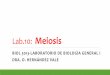 Meiosis - laboratoriobiologiageneral1.files.wordpress.com · •Describir las fases de meiosis y mencionar los eventos que la caracterizan, así como la secuencia de los mismos. •Mencionar