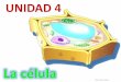 UNIDAD 4 - iesbinef.educa.aragon.es · rellena el interior de la célula En él se encuentran los orgánulos En él se producen reacciones químicas (metabolismo) 2. Estructura de